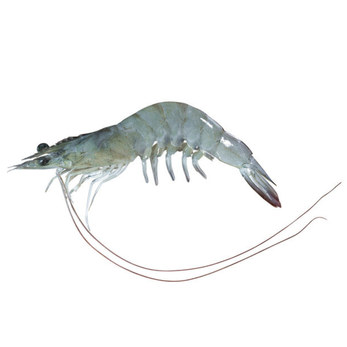 Pacific White Legged Shrimp